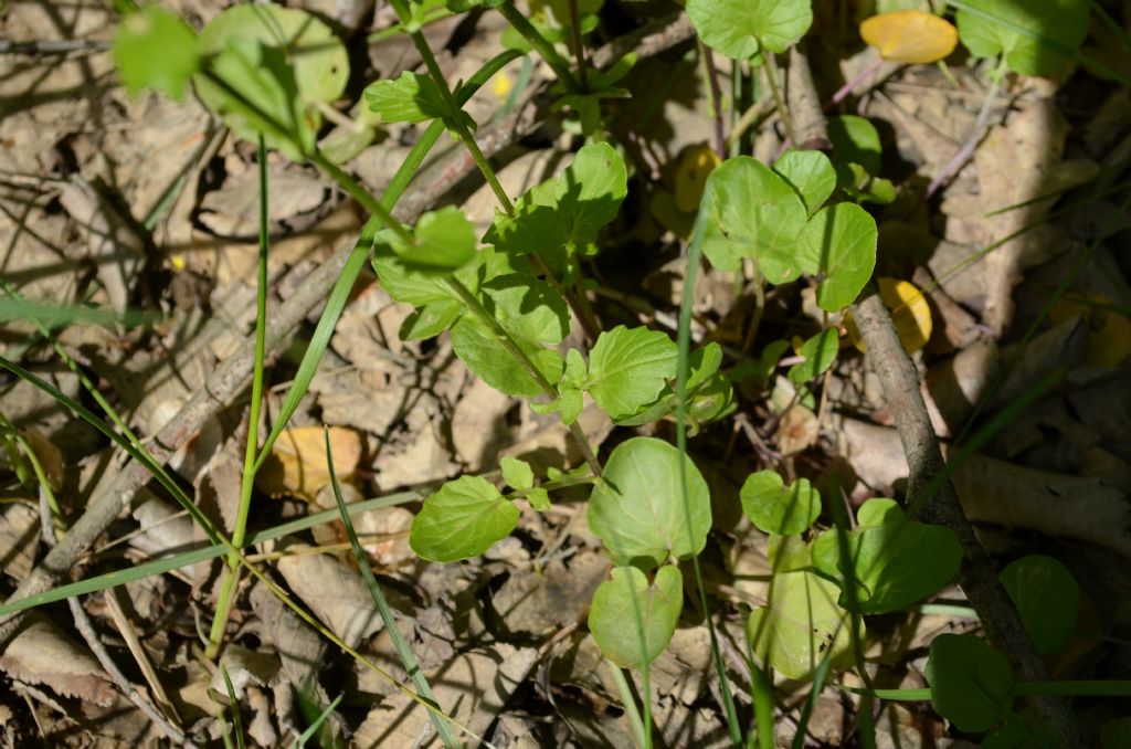 Barbarea vulgaris